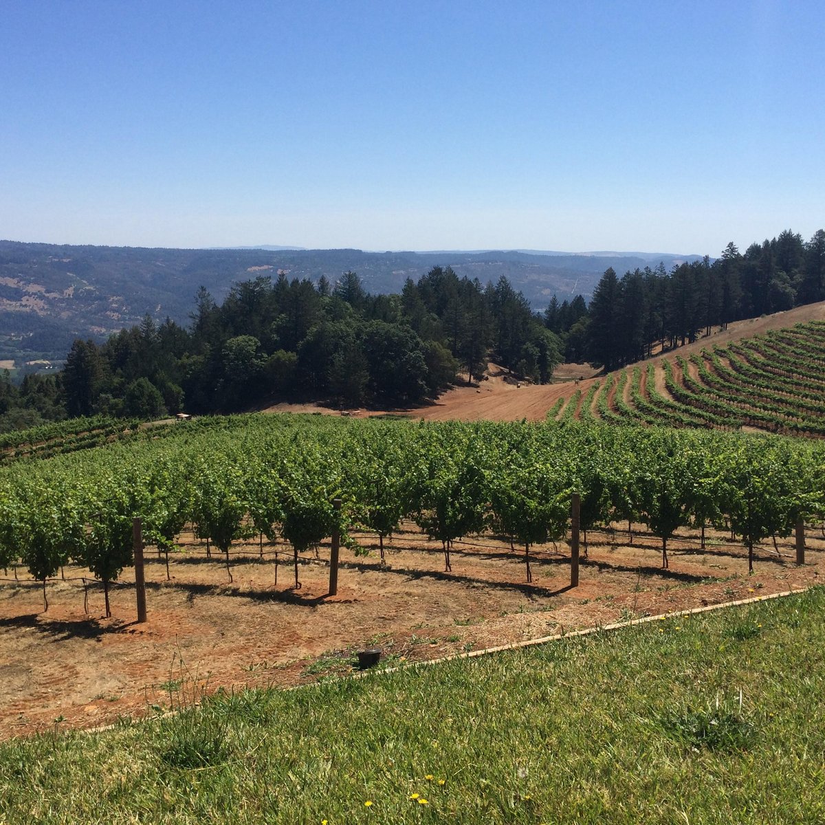 Smith-Madrone Vineyards - All You Need to Know BEFORE You Go (2024)