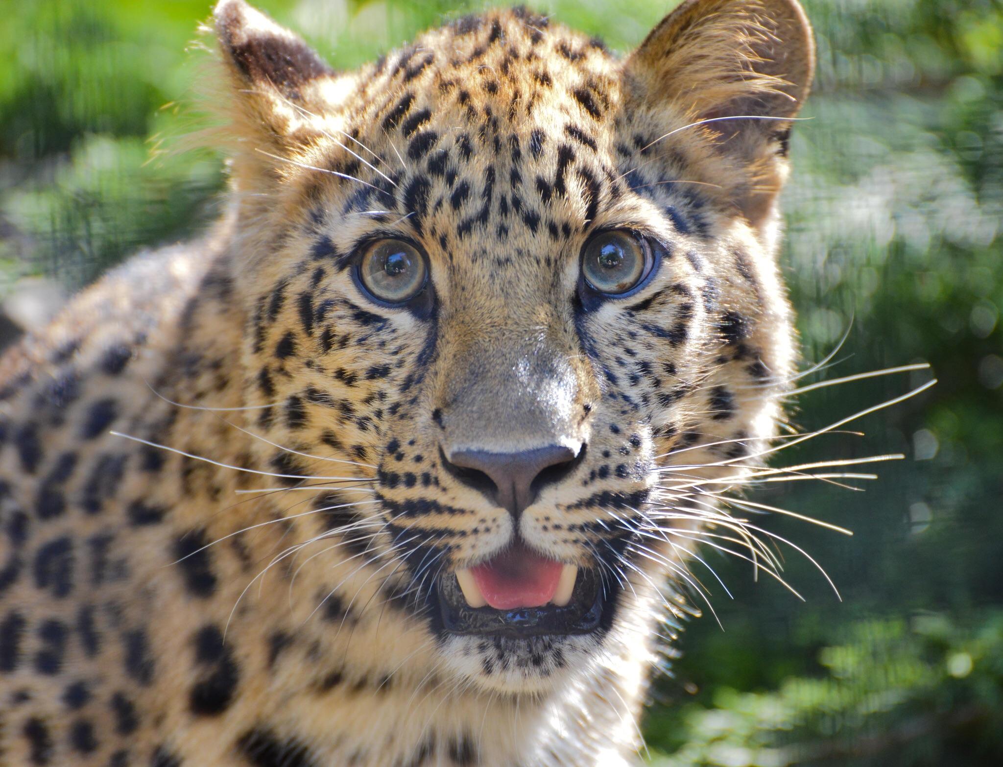 2023年 サンディエゴ動物園 - 行く前に！見どころをチェック