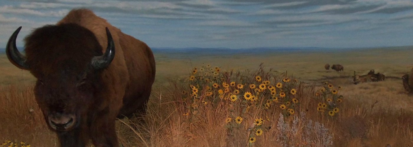 Kansas Buffalo