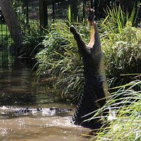 salt water crocodile