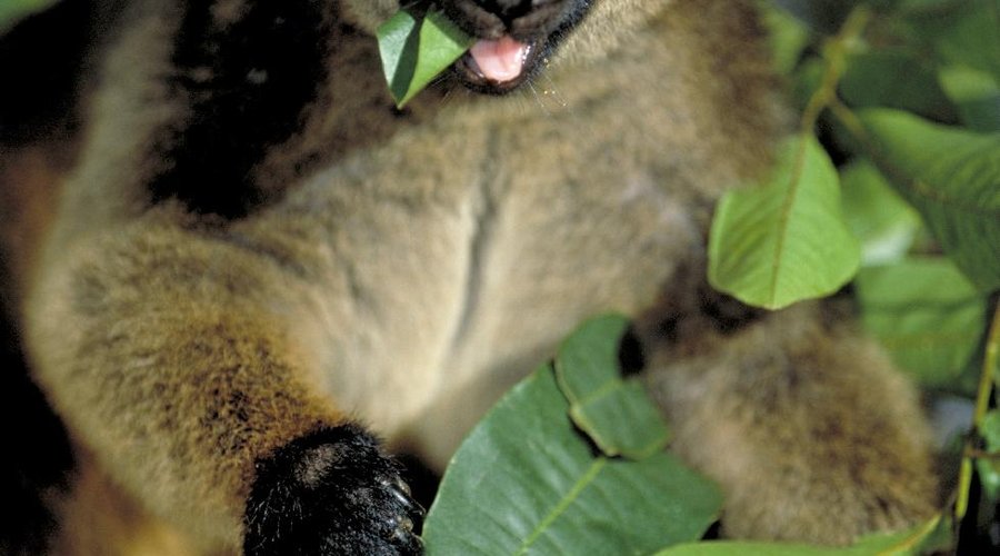 amazing tree kangaroo