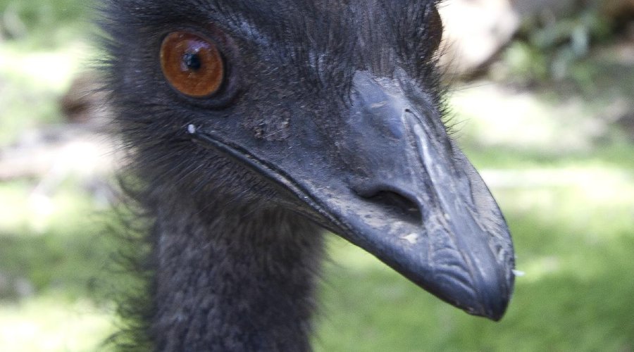 emu