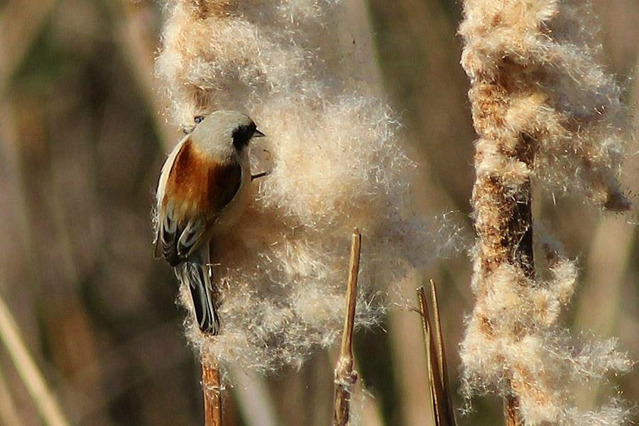 bird watching tours hungary