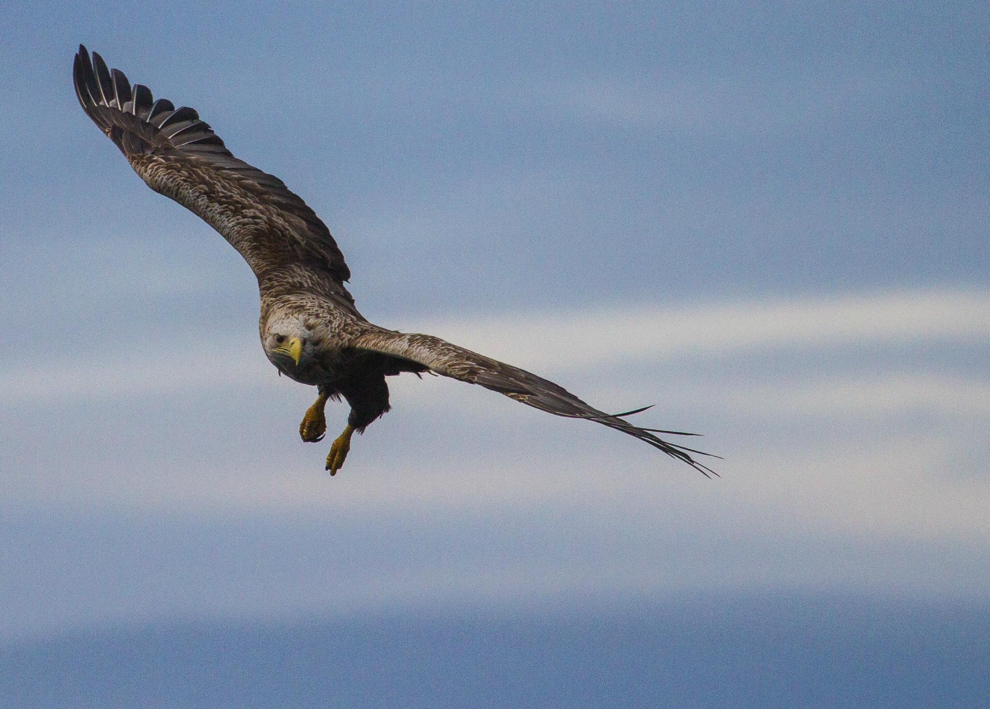 Lofoten Birding (Ramberg) - 2022 Alles Wat U Moet Weten VOORDAT Je Gaat ...