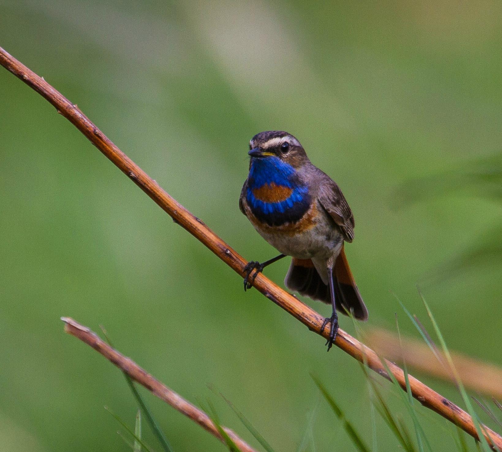 Lofoten Birding (Ramberg) - 2022 Alles Wat U Moet Weten VOORDAT Je Gaat ...