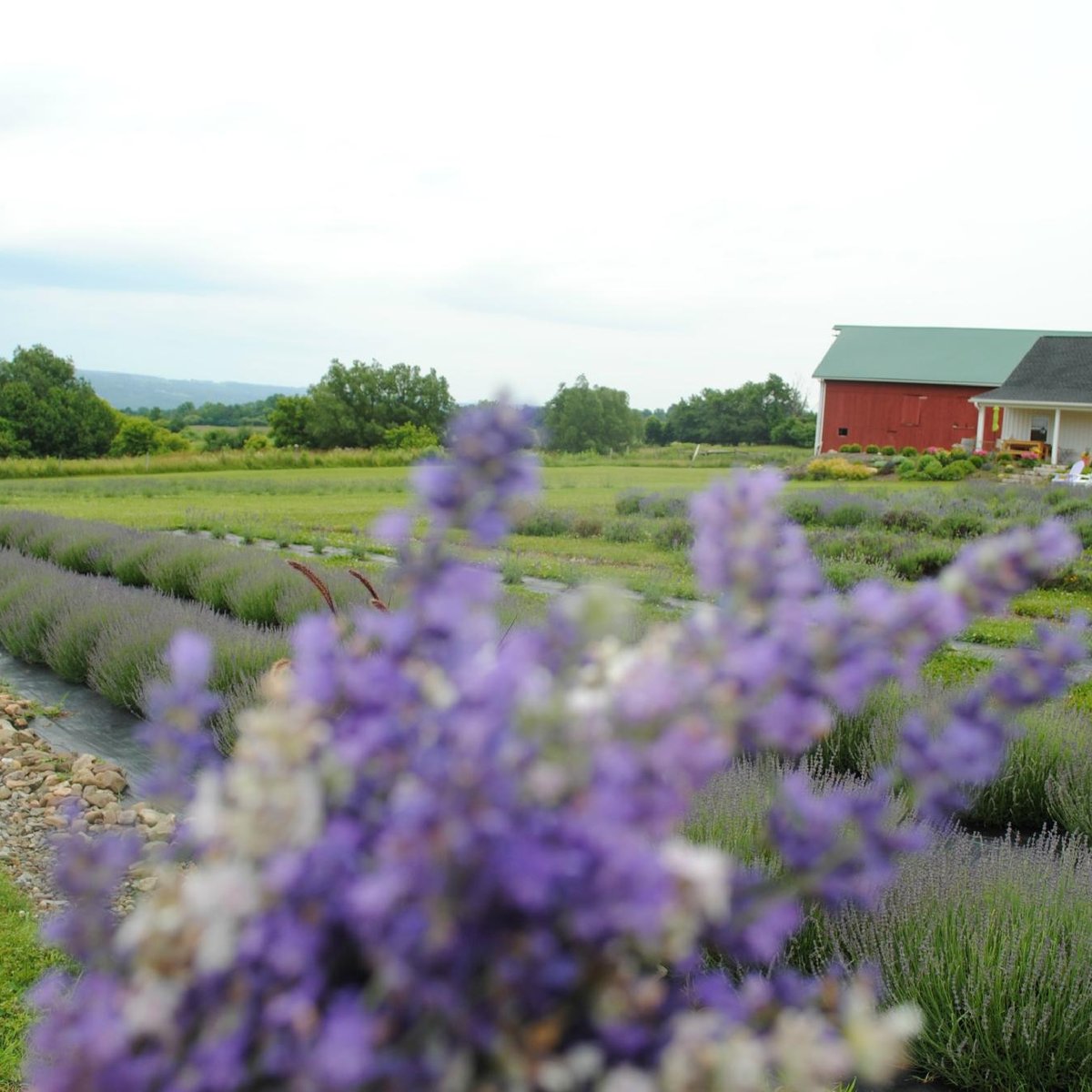 Lockwood Lavender Farm (Skaneateles) All You Need to Know BEFORE You Go