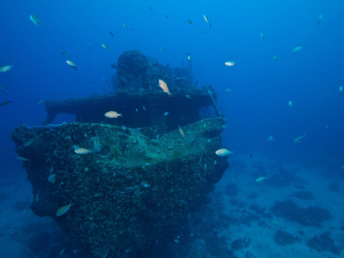 BUDDY UP DIVING - All You MUST Know Before You Go (2024)