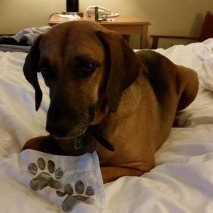 Best Western Weston Inn in West Yellowstone