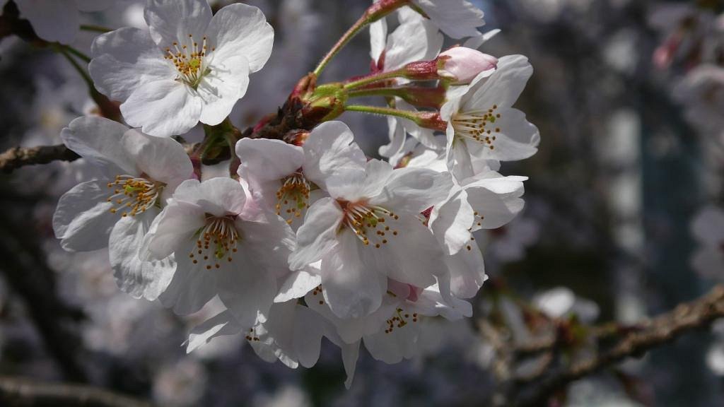 Hadano Sakura Michi - All You Need to Know BEFORE You Go