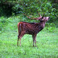 Nagarhole National Park (Hunsur) - All You Need to Know BEFORE You Go