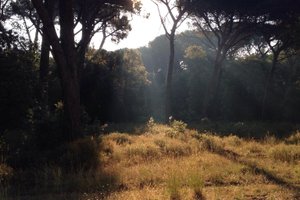 Viaggiatori