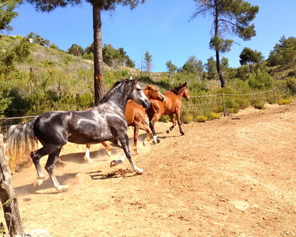 Ibiza Horse Valley, Сан-Хуан-де-Лабритья: лучшие советы перед посещением -  Tripadvisor