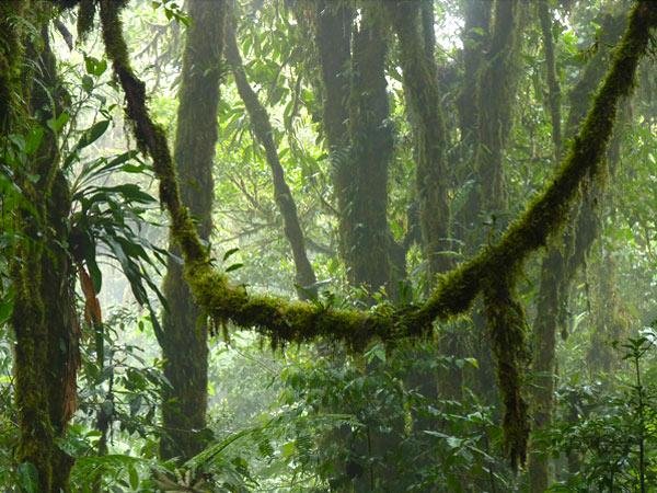 THE 10 BEST Things to Do in Monteverde Cloud Forest Reserve - 2021 ...