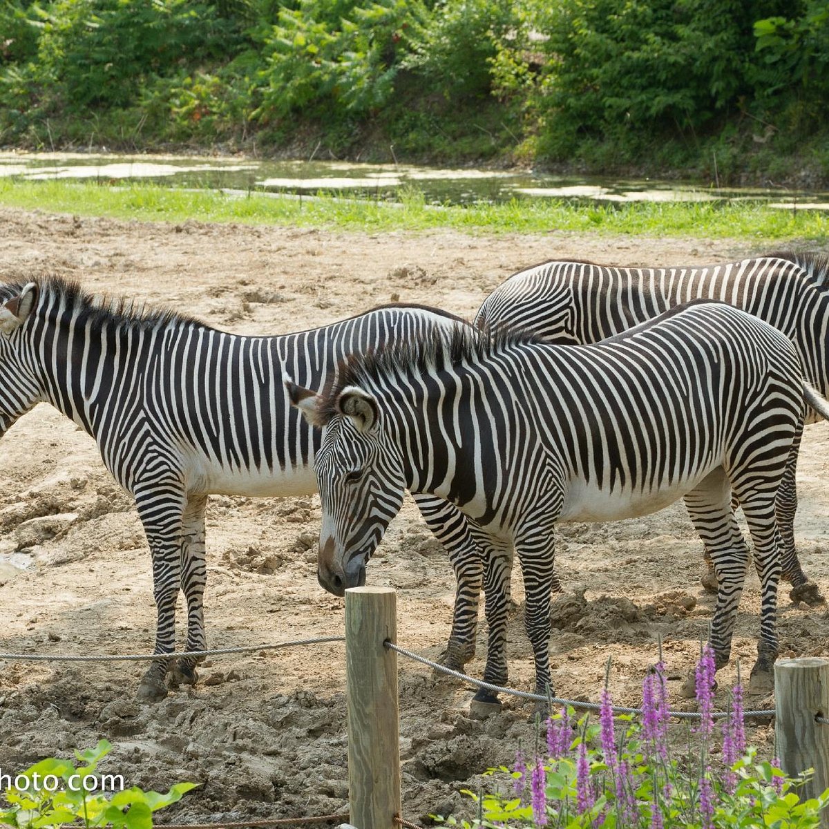 Peoria Zoo Camp