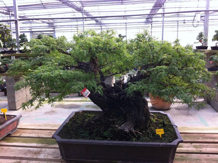 Imagen 6 de Mistral Bonsai