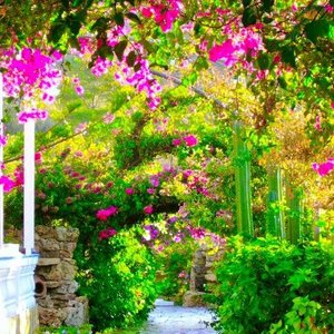 garden