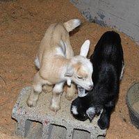 Newborn goats in the Maternity Ward