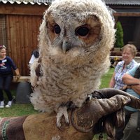 Mr Jo Bangles - gorgeous tawny owl !