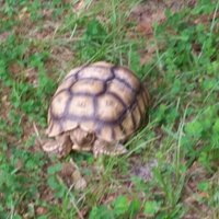 Wildlife Survival Sanctuary (Spring Hill) - All You Need to Know BEFORE ...