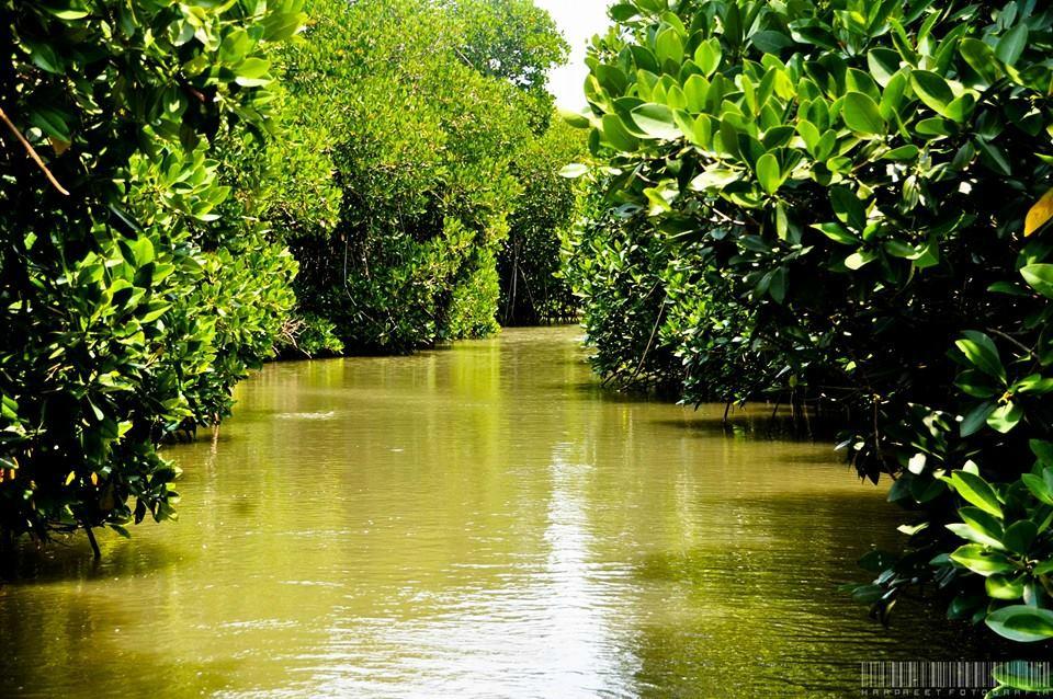 Pichavaram Mangrove (Cuddalore - Tamil Nadu) | My Travelogue - Indian  Travel Blogger, Heritage enthusiast & UNESCO hunter!