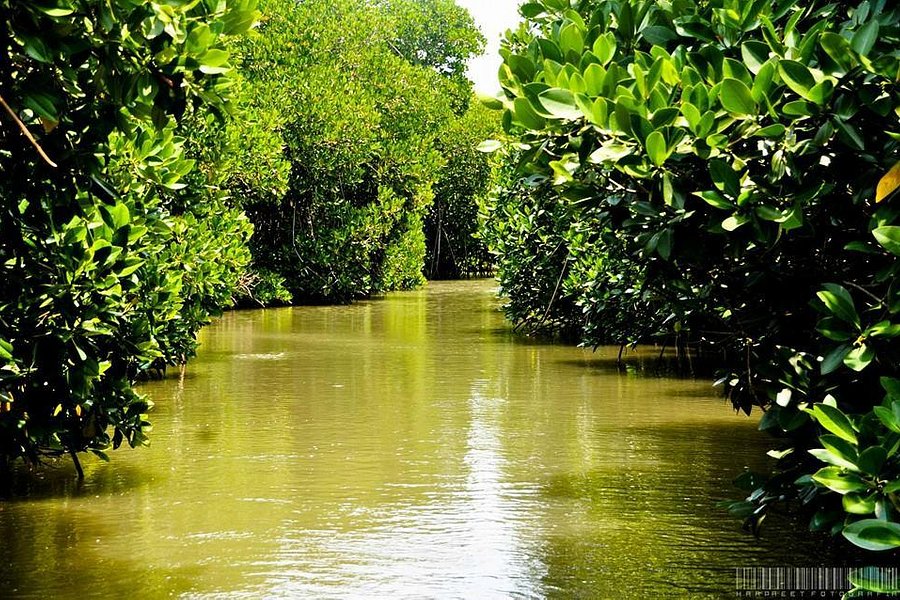 pichavaram mangrove forest tourism
