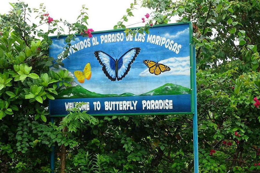Nicaragua Butterfly Reserve image