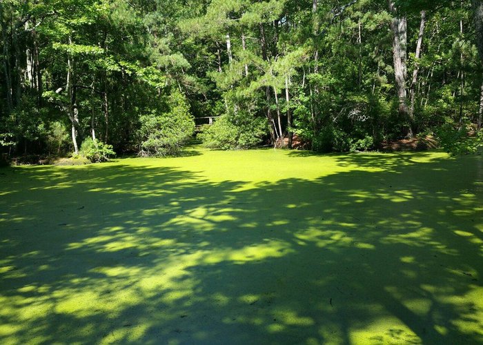 Nags Head Woods Preserve