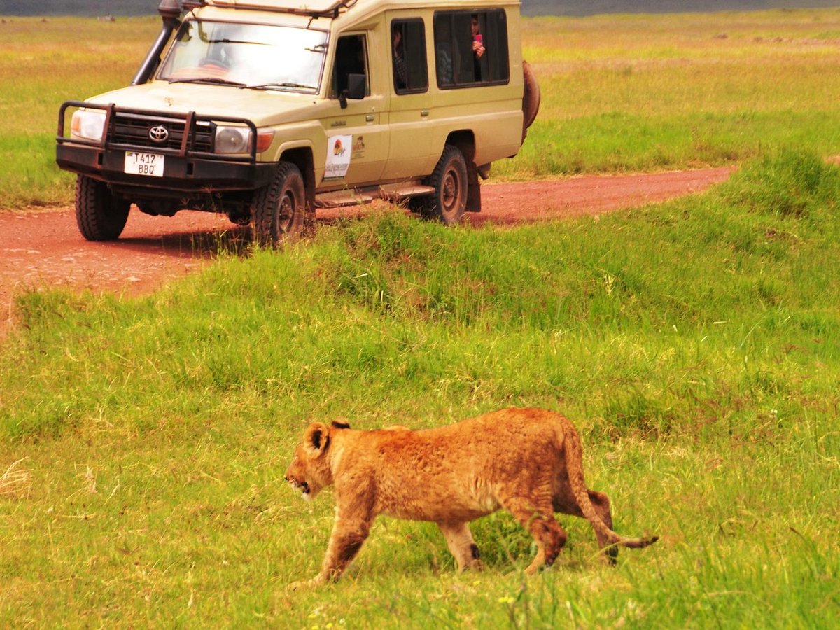 North America - Safari Trackers