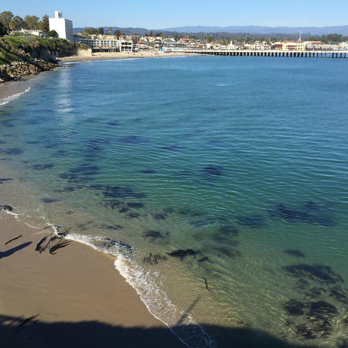 does santa cruz beach allow dogs