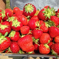 Freshly picked strawberries