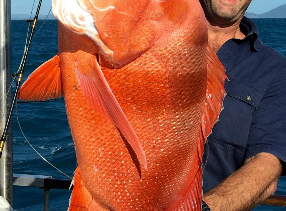 reef tours from cooktown