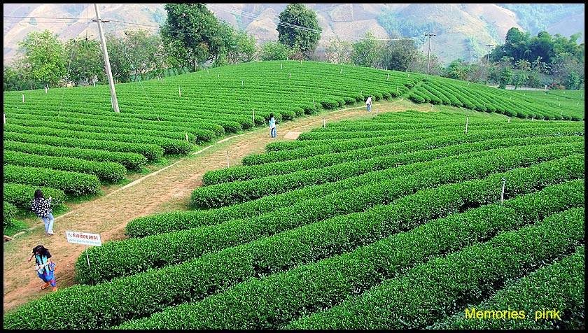 Tea Plantations image