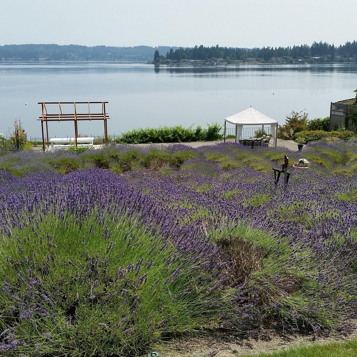 Purple Scent Lavender Farm - All You Need to Know BEFORE You Go (2024)