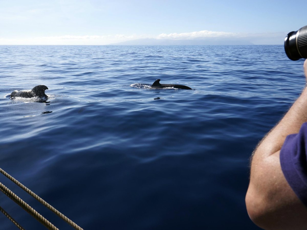 TAXIBOAT GRAN CANARIA - All You Need to Know BEFORE You Go