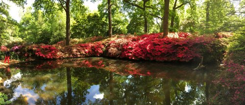 Azaleas in full bloom
