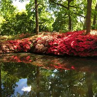 Azaleas in full bloom