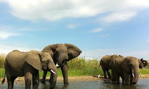Gli elefanti del Liwonde national park