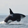 WildWhalesVan