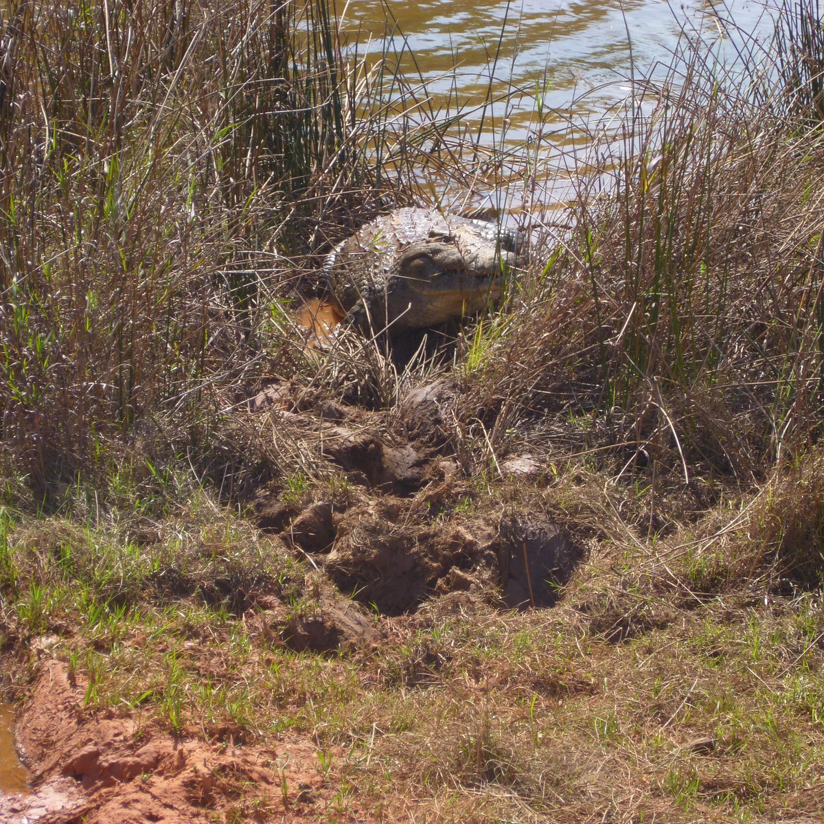 Mlilwane Hogs & Hippo Trail, Mbabane: лучшие советы перед посещением -  Tripadvisor