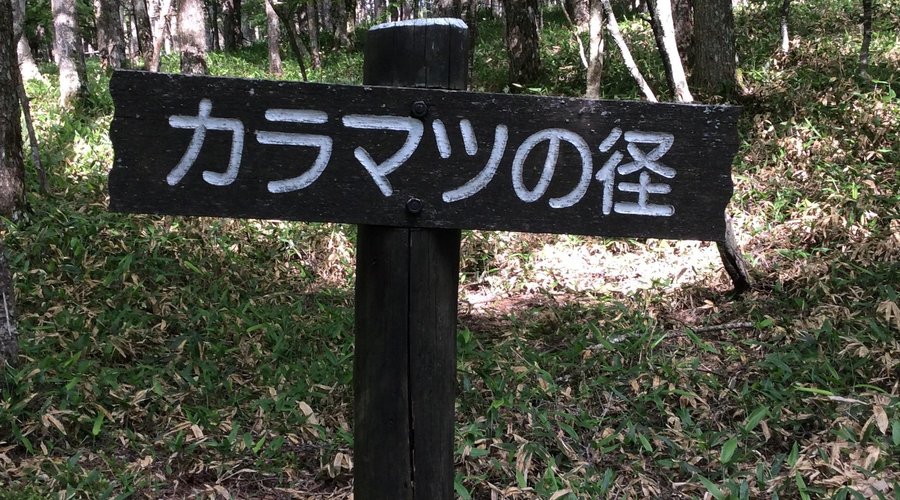 カラマツの道