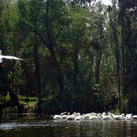 Parvada de Pelícanos en Xochimilco