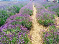 Seasonal Lavender Box – Lavender By The Bay