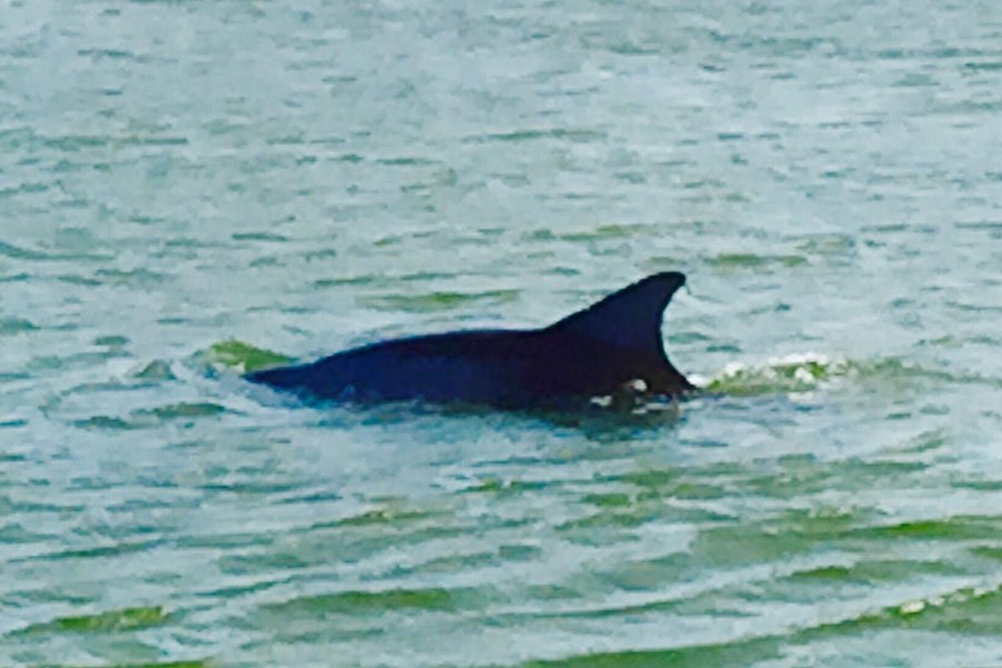 dolphin cruise rockport tx