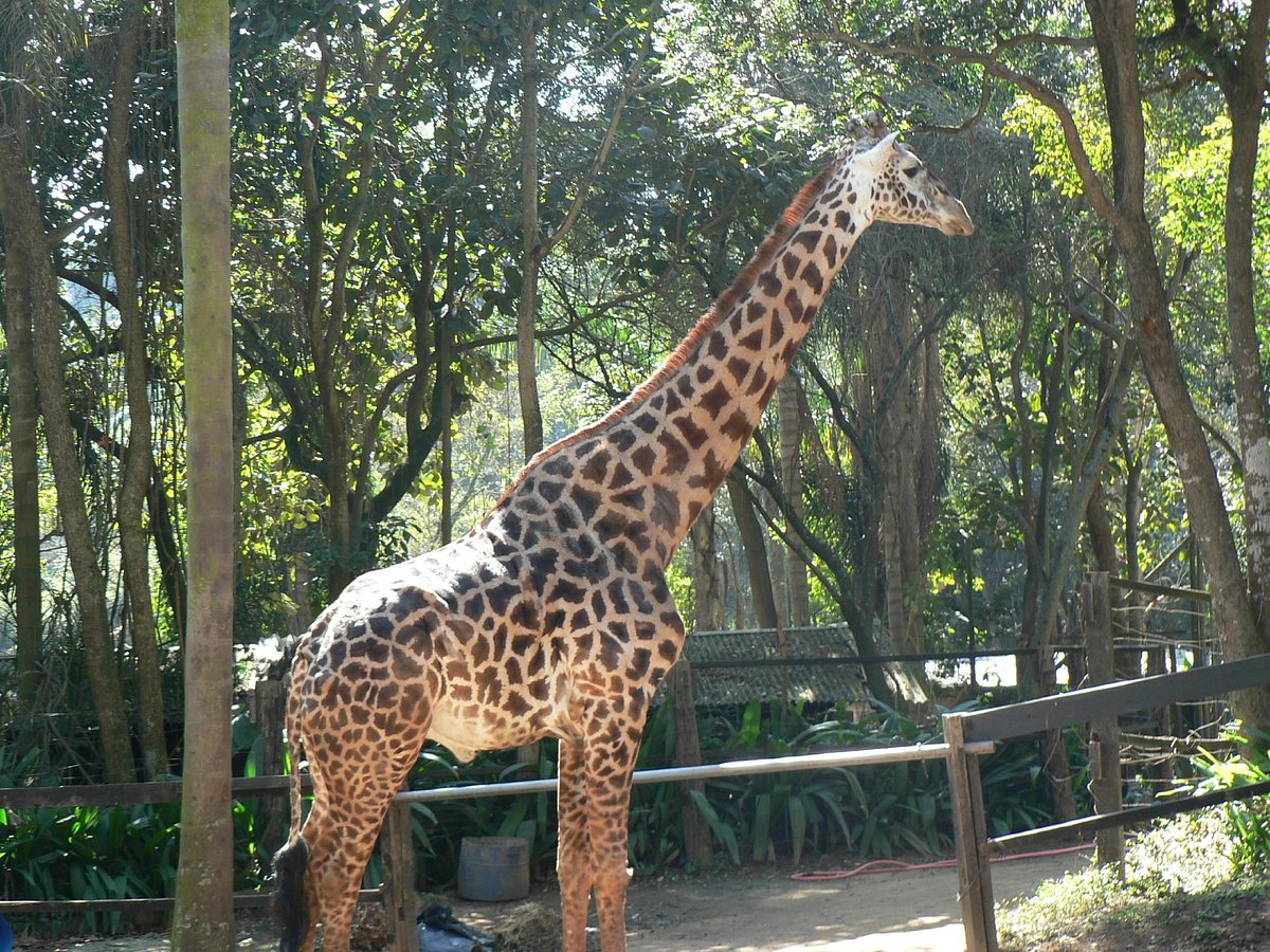 Sac piscine : Girafe - Boutique du Parc Zoologique de Paris