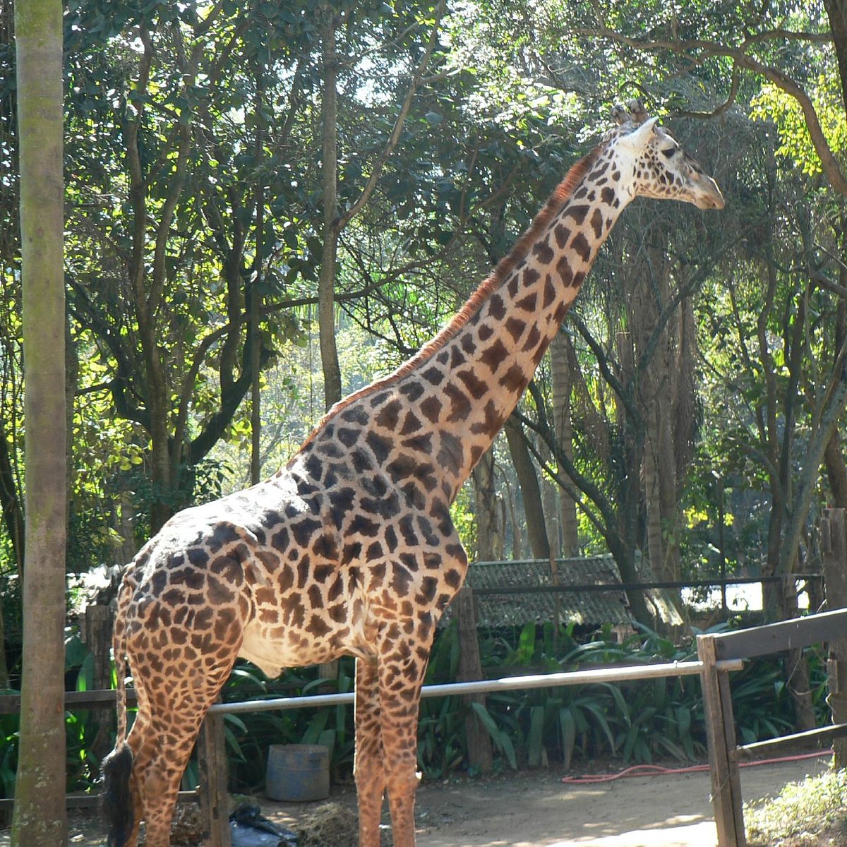 zoologico sao paulo safari