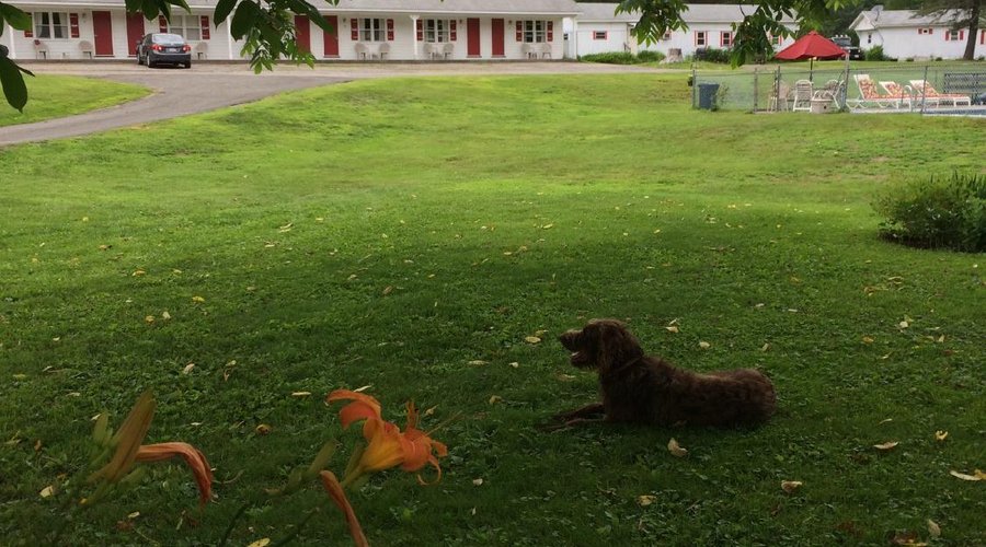 Motel Summer Afternoon2015