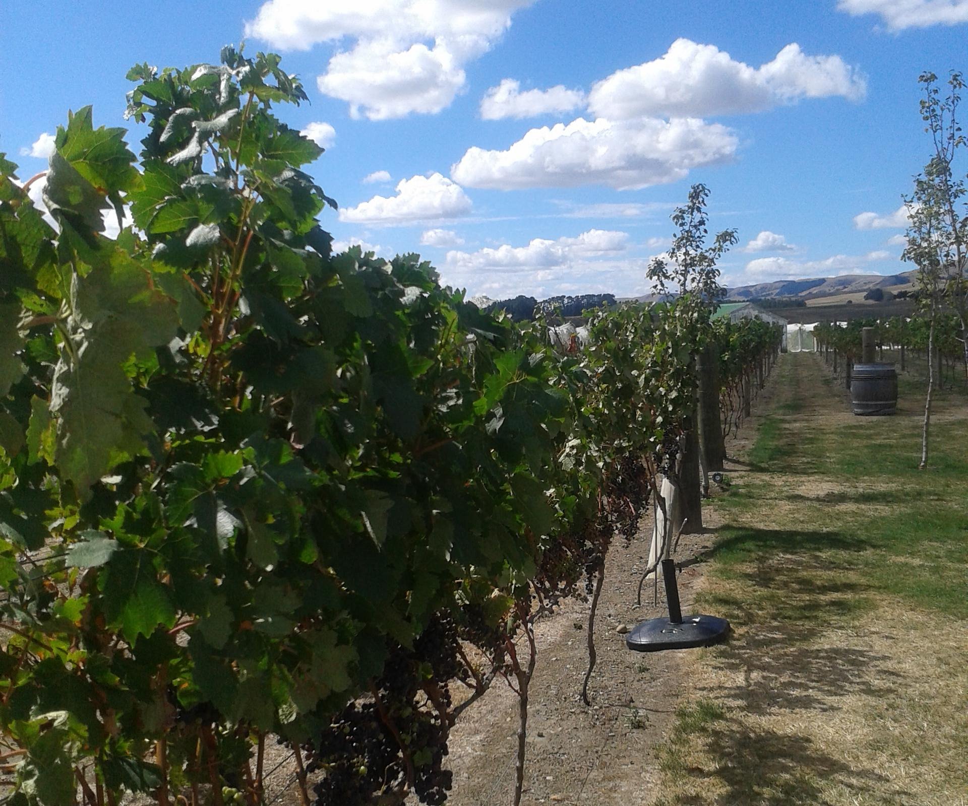 wine tours in martinborough