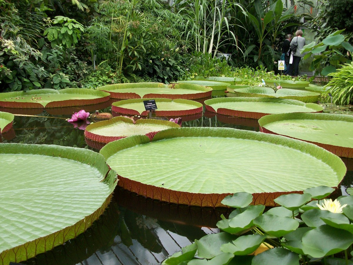 can you take dogs into botanic gardens