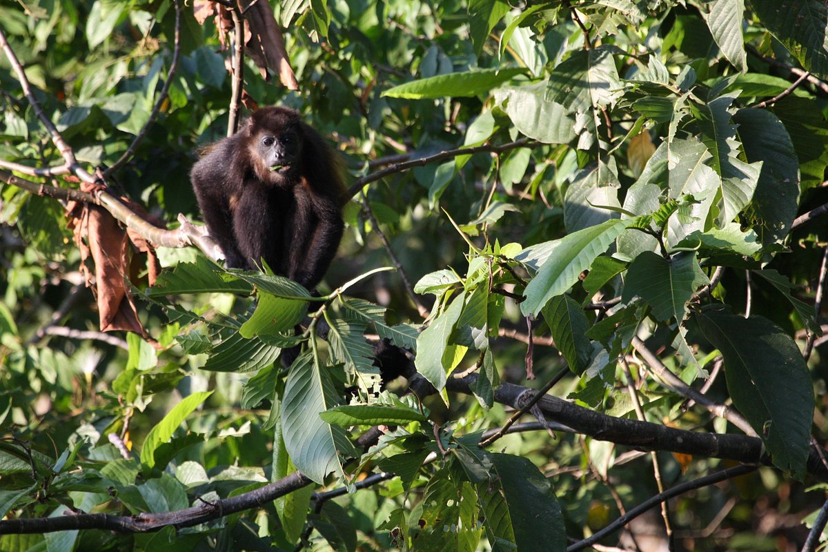 Funny face from a Spider monkey - Picture of Bahia Rica Fishing and Kayak  Lodge, Paquera - Tripadvisor