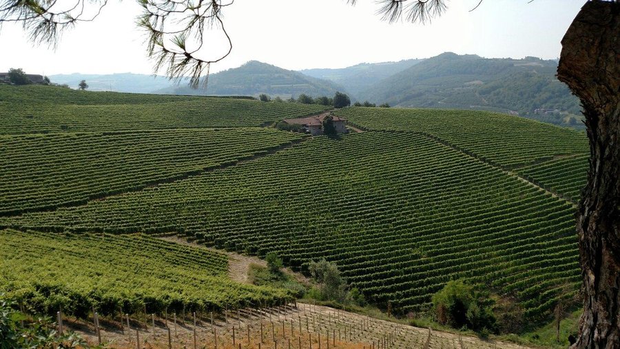 Azienda Agricola Bricco Maiolica